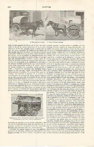 LAMINA ESPASA 17389: Tartana de Levante y tartana catalana