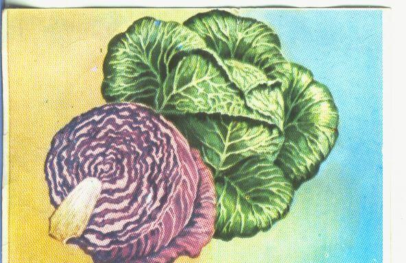Cromos: Historia Natural numero 461