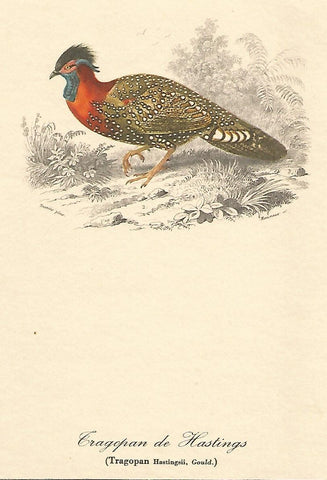 Postal 52649: Tragopan de Hastings
