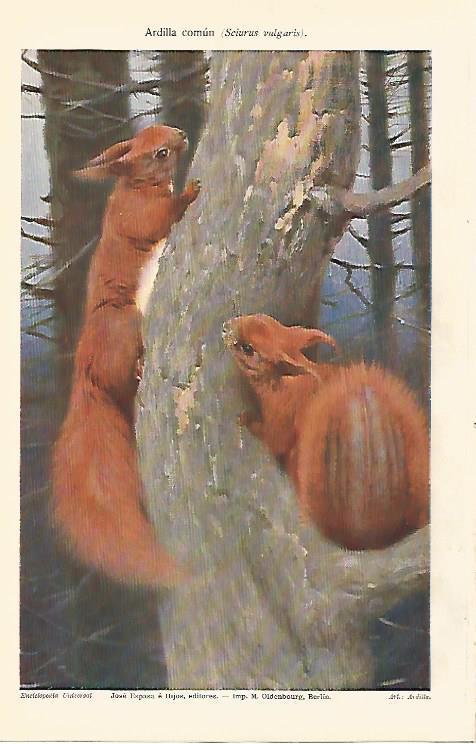 LAMINA ESPASA 5548: Ardilla comun o Sciurus vulgaris