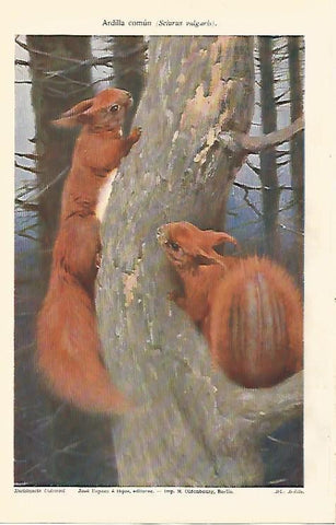 LAMINA ESPASA 5548: Ardilla comun o Sciurus vulgaris