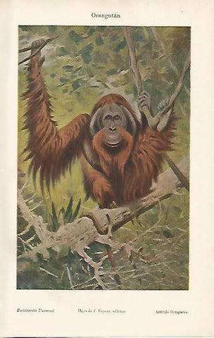 LAMINA ESPASA 7547: Orangutan