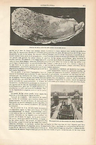 LAMINA ESPASA 7778: Concha de ostra