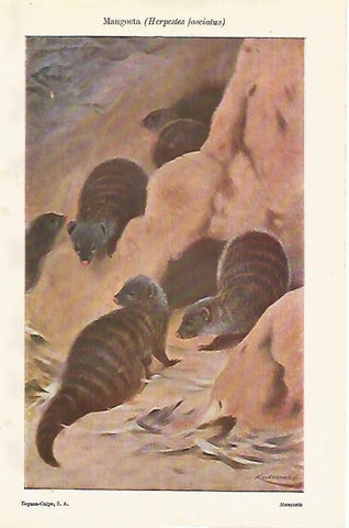 LAMINA ESPASA 18614: Mangosta