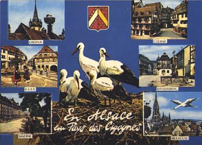 POSTAL 56823: En Alsace au Pays des Cigognes