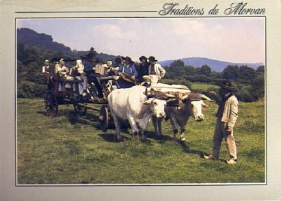 POSTAL 56845: Traditions du Morvan Attelage de boeufs