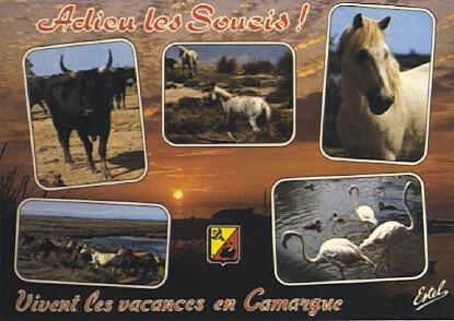 POSTAL 56873: Adieu les Soucis! Vivent les vacances en Camargue Taureaux chevaux et flamants