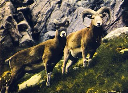 POSTAL 56881: Animaux de Montagne Mouflons