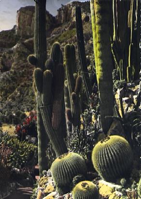 POSTAL 57105: Jardin Exotique de Monaco Echinocactus 