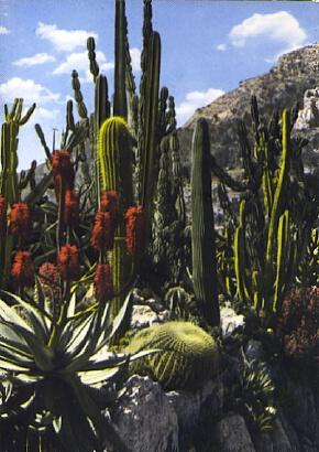 POSTAL 57115: Principaute de Monaco – Le jardin exotique (candelabre agave et coussin de belle-mere)