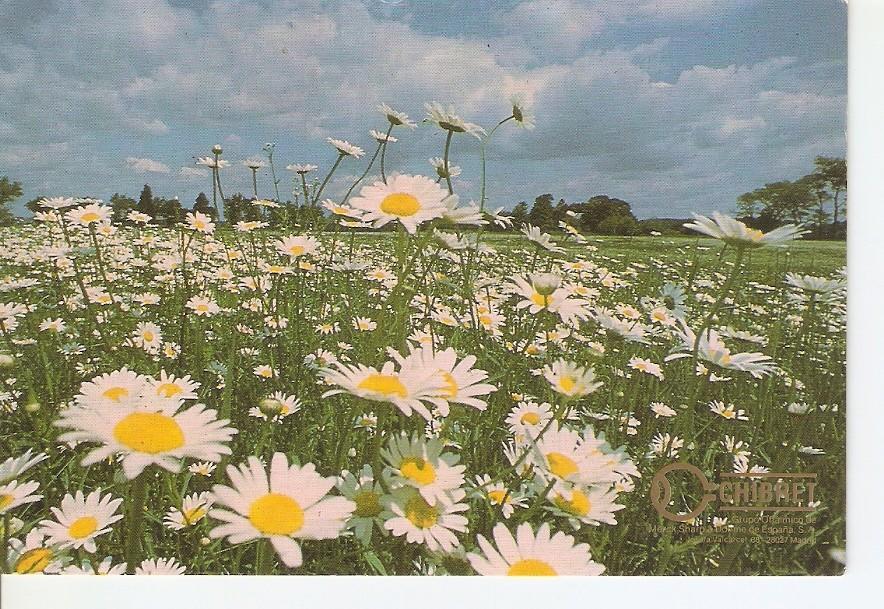 Postal 028207 : Campo de margaritas