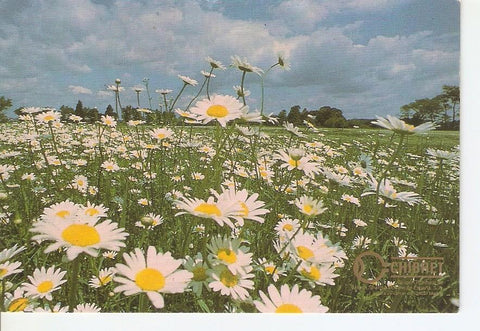 Postal 028207 : Campo de margaritas