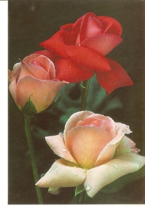 Postal 035079 : Rosas  