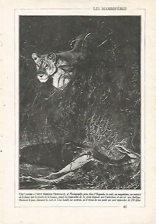 LAMINA 3856: LEON DE AFRICA ORIENTAL