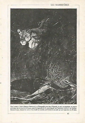 LAMINA 3856: LEON DE AFRICA ORIENTAL
