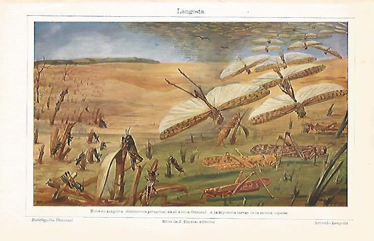 LAMINA ESPASA 8988: Langosta o Schitocerca peregrina