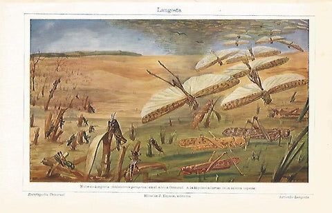 LAMINA ESPASA 8988: Langosta o Schitocerca peregrina