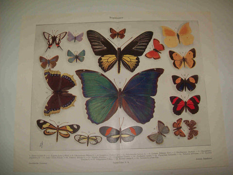 LAMINA ESPASA 19241: Mariposas