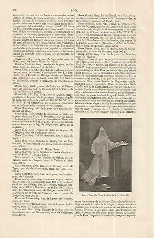 LAMINA ESPASA 19247:Santa Rosa de Lima
