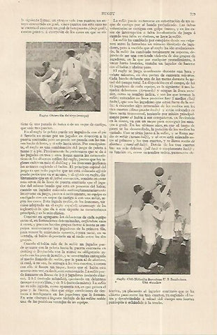 LAMINA ESPASA 19337: Club Natacion Barcelona de Rugby