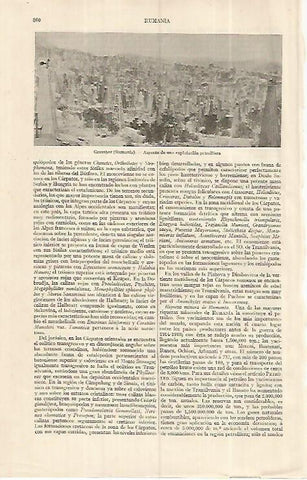 LAMINA ESPASA 19345: Graushor Rumania