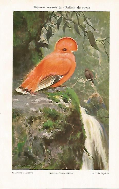 LAMINA ESPASA 19363: Rupicola rupicola L o gallina de roca