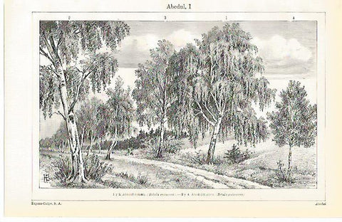 LAMINA De ESPASA 0052: Abedul I