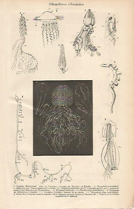 LAMINA ESPASA 2543: Sifonoforos 