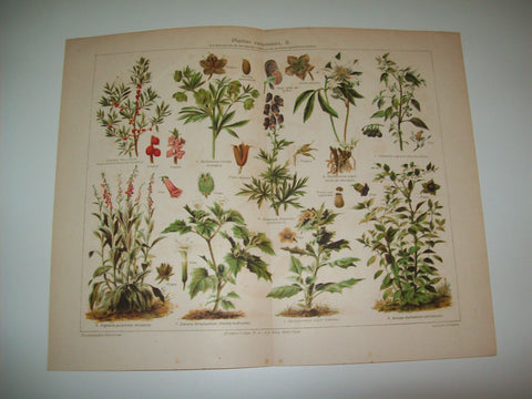 LAMINA ESPASA 6015: Plantas venenosas (II)