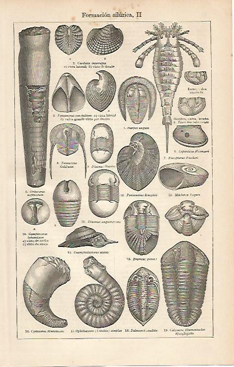 LAMINA ESPASA 2575: formacion silurica II
