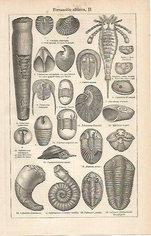 LAMINA ESPASA 2575: formacion silurica II