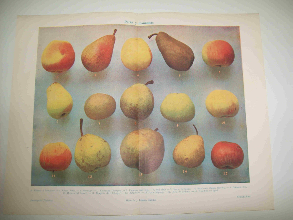 LAMINA ESPASA 17975: Peras y manzanas