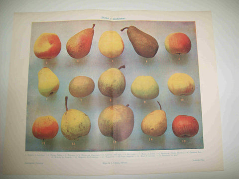 LAMINA ESPASA 17975: Peras y manzanas