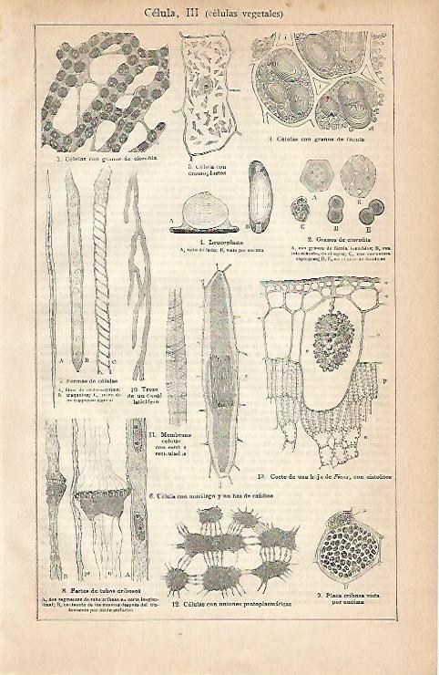LAMINA ESPASA 2942: Celulas vegetales