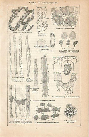 LAMINA ESPASA 2942: Celulas vegetales