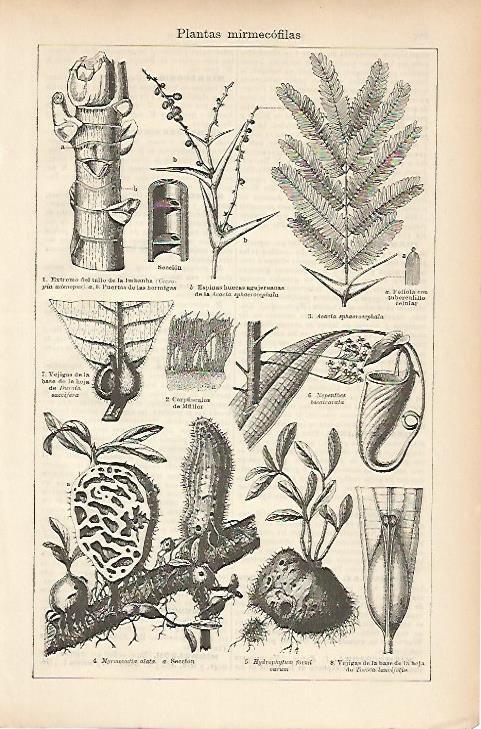LAMINA ESPASA 5240: Plantas mirmecofilas