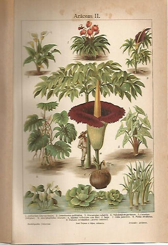 LAMINA ESPASA 7083: Araceas