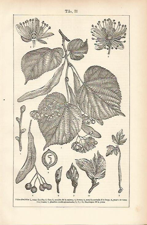 LAMINA ESPASA 8455: Partes del tilo (tilia ulmifolia)