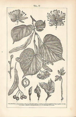 LAMINA ESPASA 8455: Partes del tilo (tilia ulmifolia)