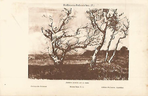 LAMINA ESPASA 11423: Abedules azotados por el viento por Hoffmann-Falleersleben