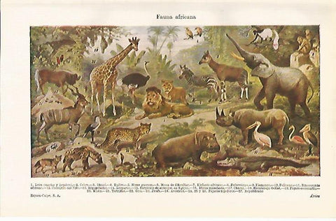 LAMINA ESPASA 12582: Fauna de Africa