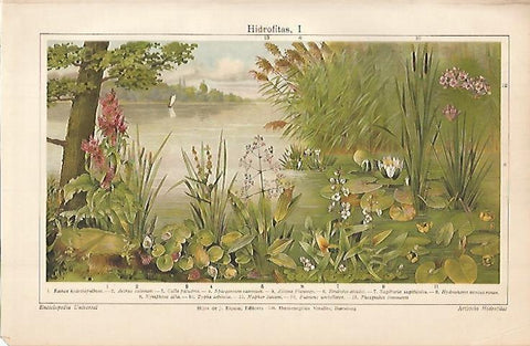 LAMINA ESPASA 691: Hidrofitas 