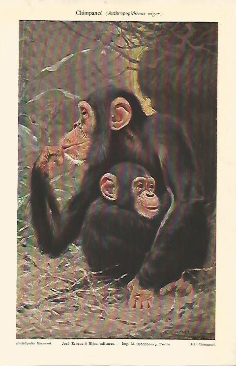 LAMINA ESPASA 1963: Anthropopithecus niger o chimpance