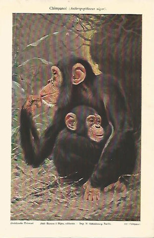 LAMINA ESPASA 1963: Anthropopithecus niger o chimpance