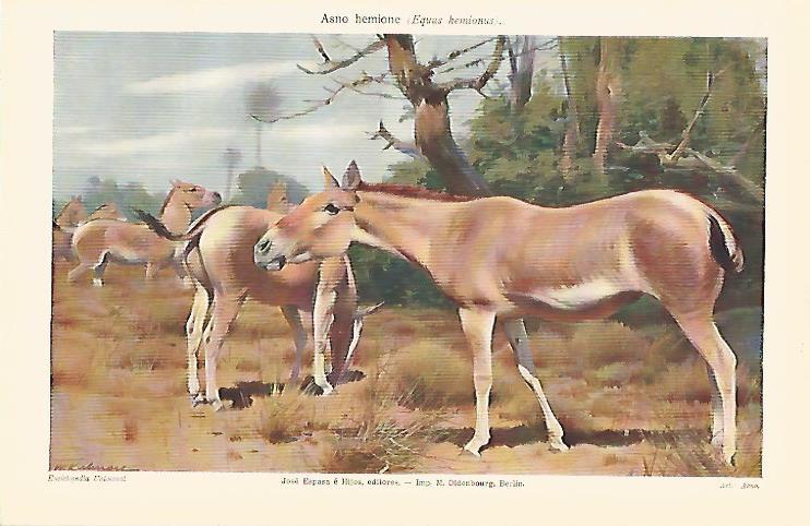 LAMINA ESPASA 5671: Asno hemione o Equus hemionus
