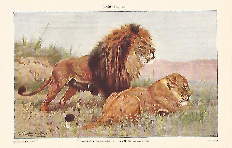 LAMINA ESPASA 9158: Felis leo o leon