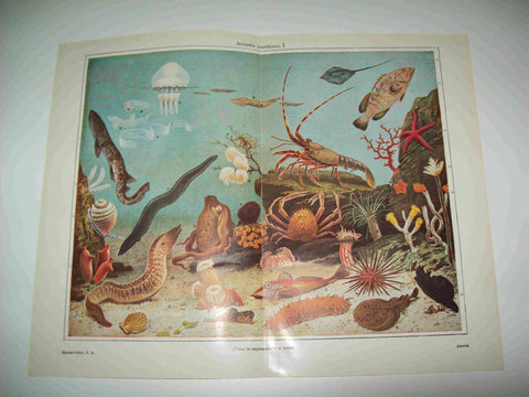LAMINA ESPASA 8071: Acuario maritimo