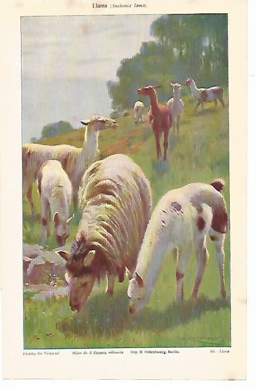 LAMINA ESPASA 1765: Auchenia lama o llama