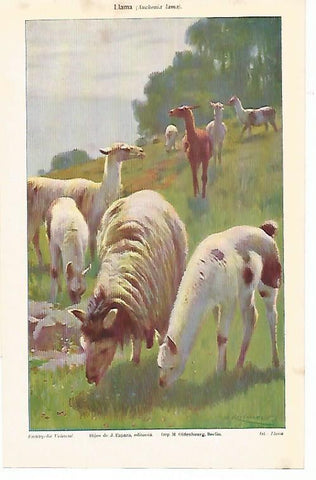 LAMINA ESPASA 1765: Auchenia lama o llama