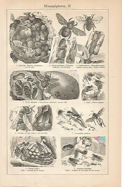 LAMINA ESPASA 680: Himenopteros II